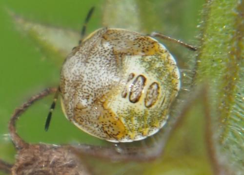 Réf. 287 055 : Stagonomus venustissimus